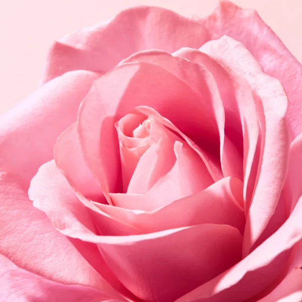 NUXE BÁLSAMO LABIAL CON ROSA 15g - Imagen 4