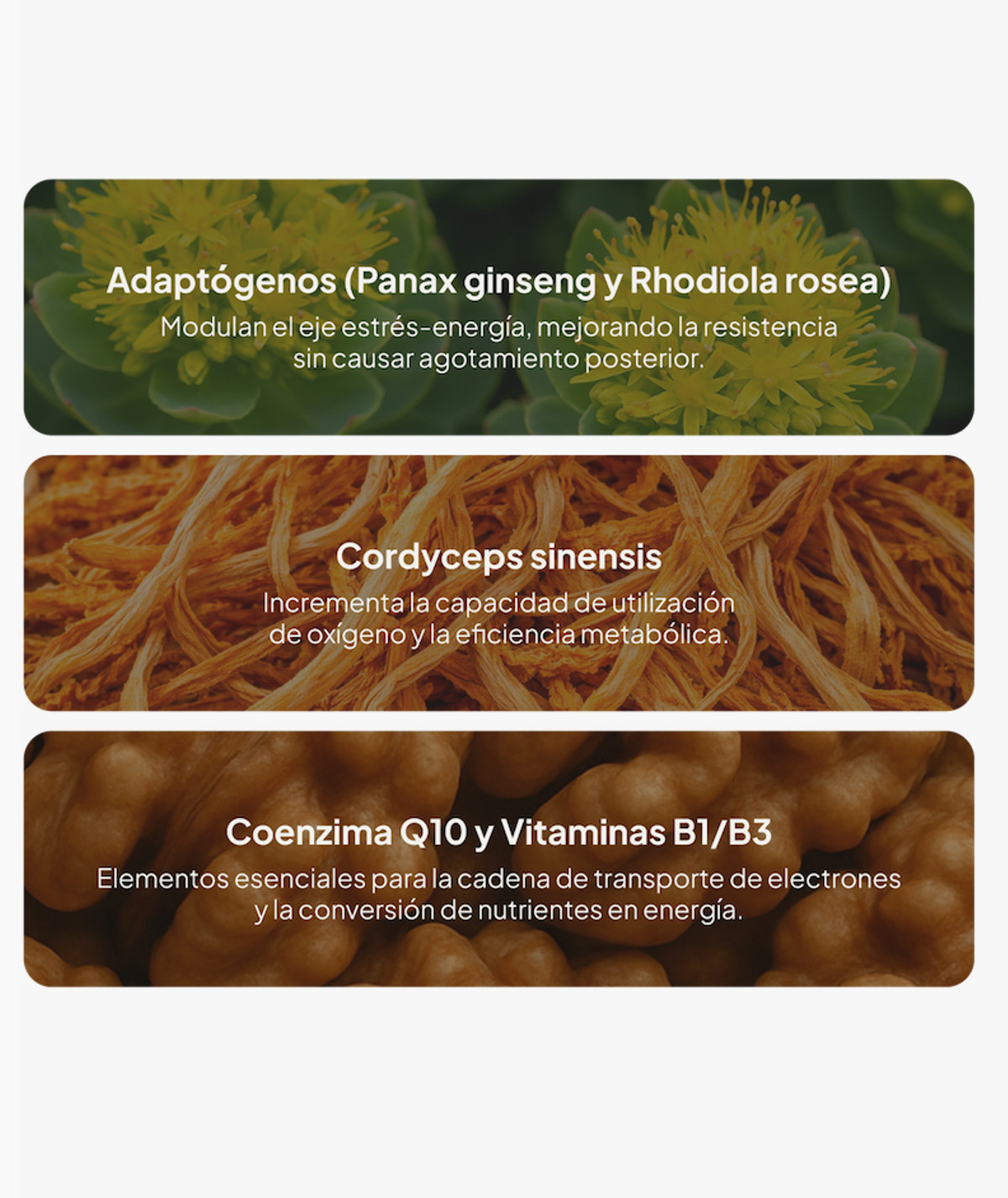 IVB Energy UP 60 Cápsulas - Imagen 4