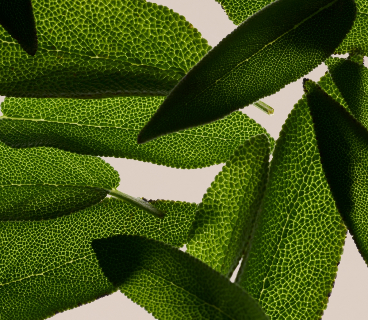 TARA SALVIA + MULTIVITAMINICO SERUM DE APOYO CAPILAR AGE-WELL 50ml - Imagen 6